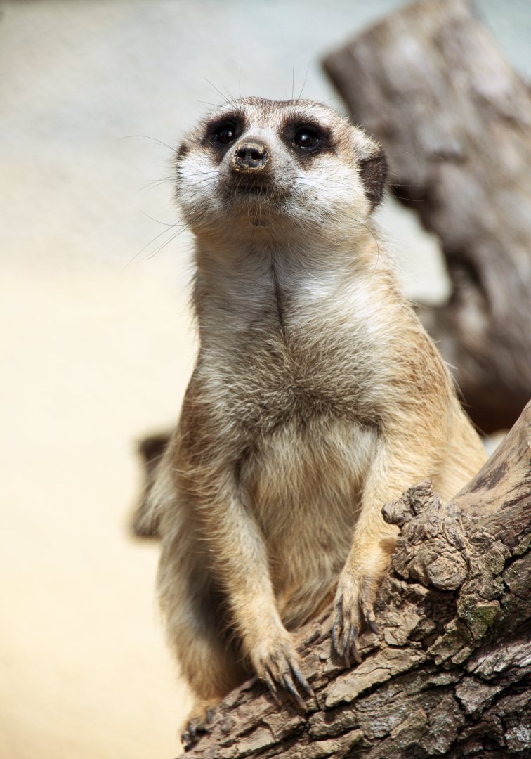 Meerkat (Suricata suricatta)