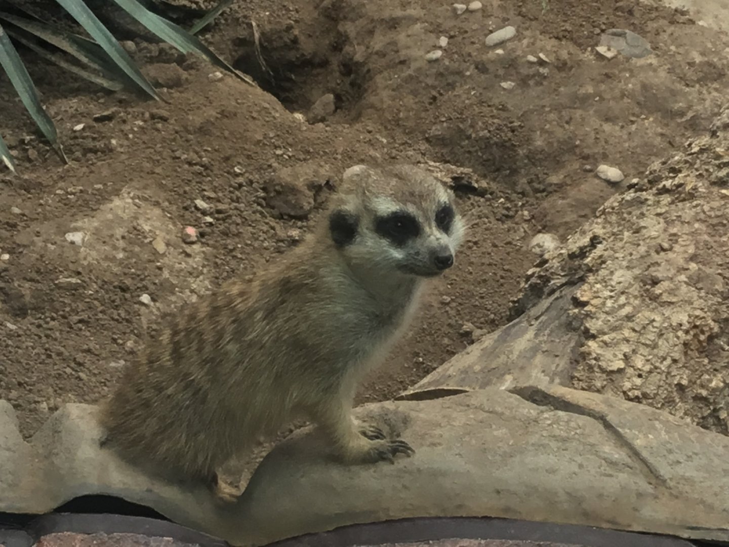 Meerkat (Suricatta suricata)