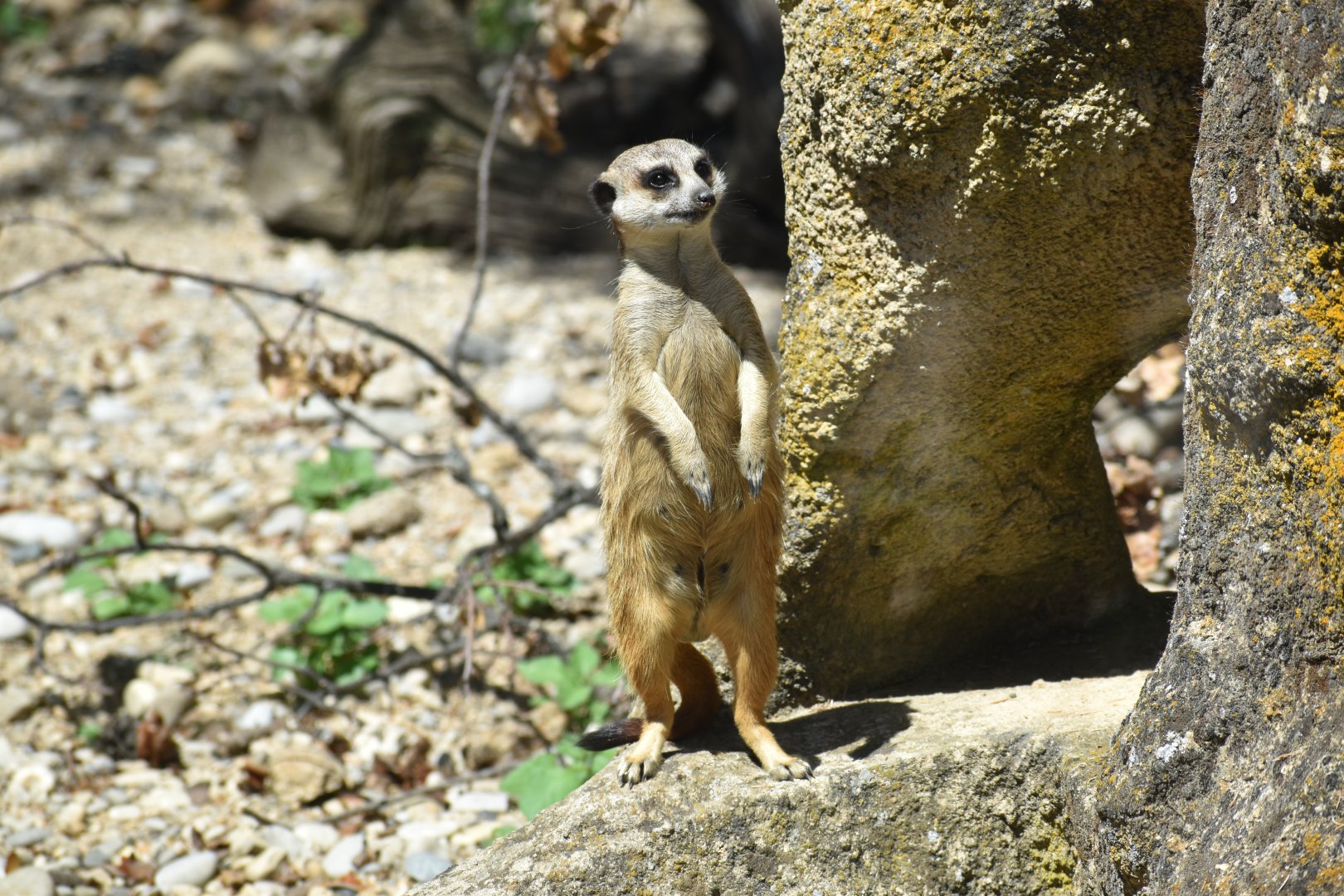 Meerkat (Suricatta suricata)