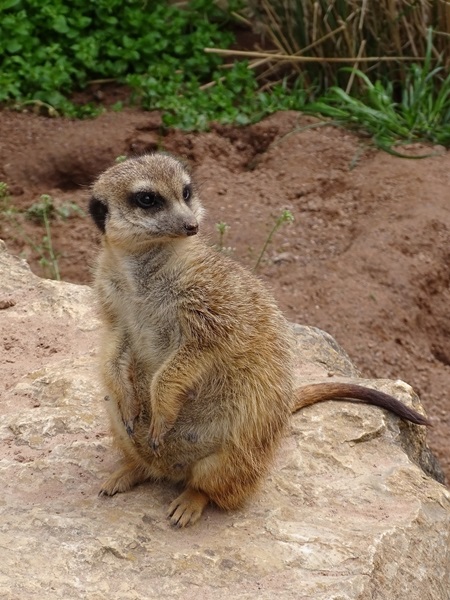 Meerkat (Suricatta suricata)