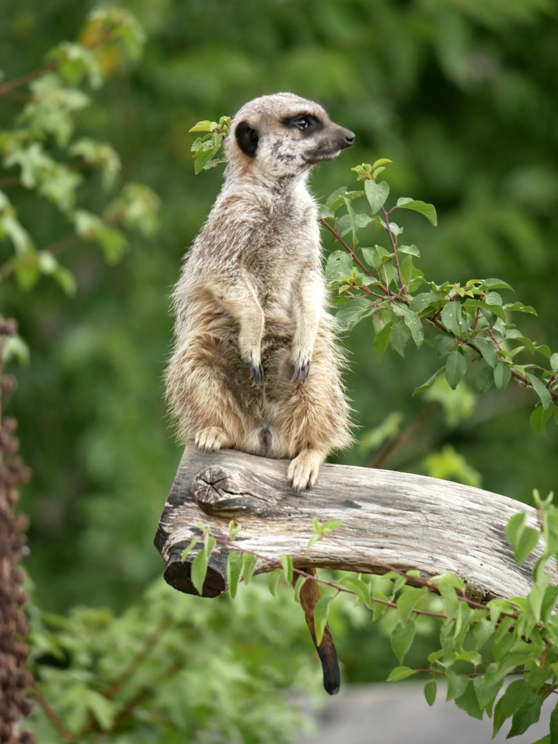 Meerkat (Suricatta suricatta) - Legendia Parc