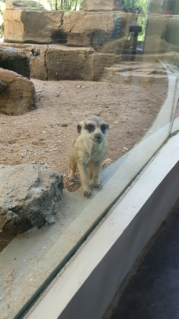 Meerkat (Suricatta suricatta) - Solo Safari