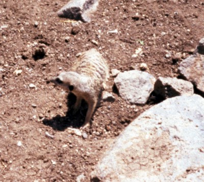 Meerkat (Suricatta suricatta)