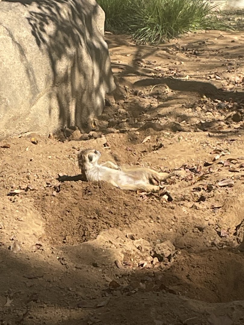 Meerkat tanning