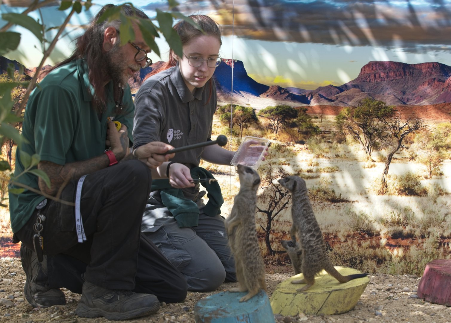 Meerkat target training