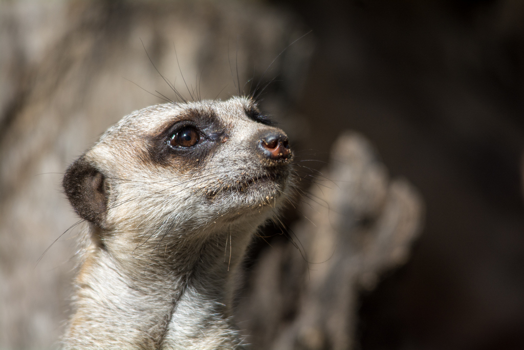 Meerkat - Taronga Western Plains Zoo visit April 2014
