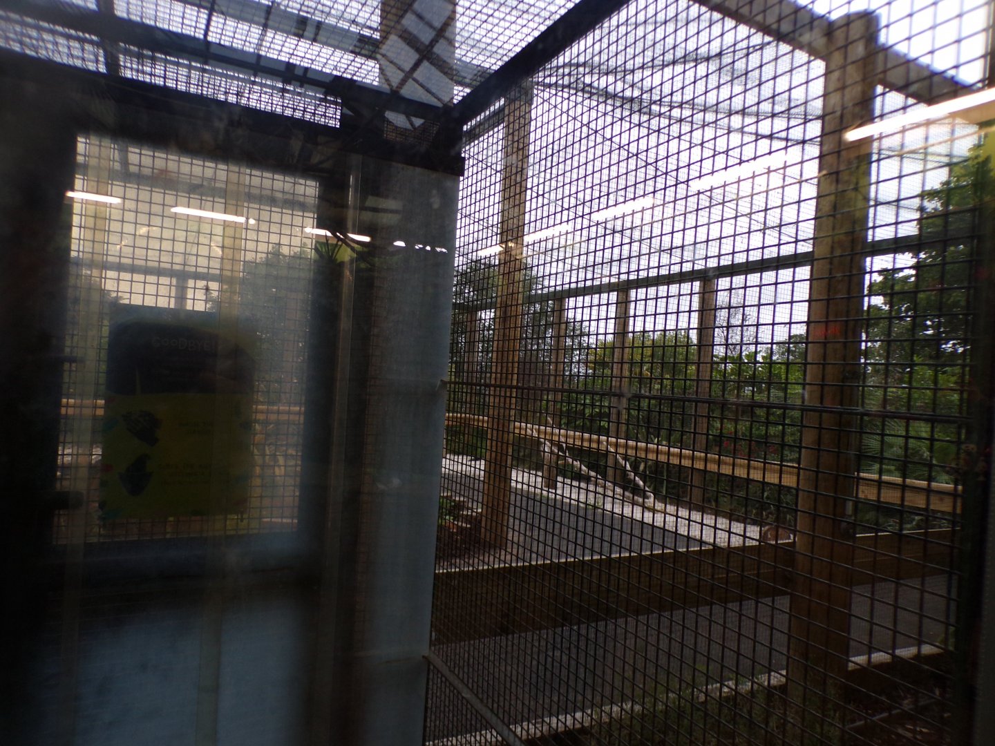 Meerkat temporary enclosure in the evening 22.7.23
