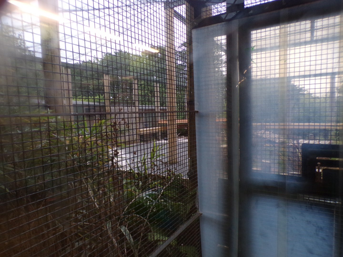 Meerkat temporary enclosure in the evening 22.7.23