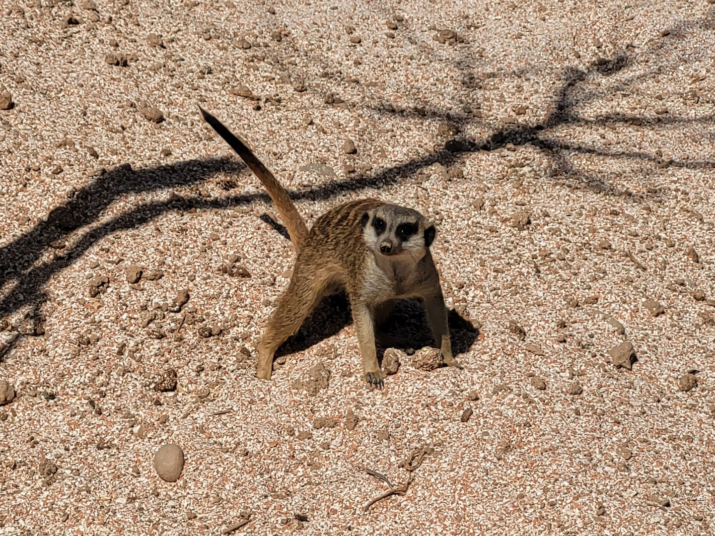Meerkat -Tierra Rapaz (2024)