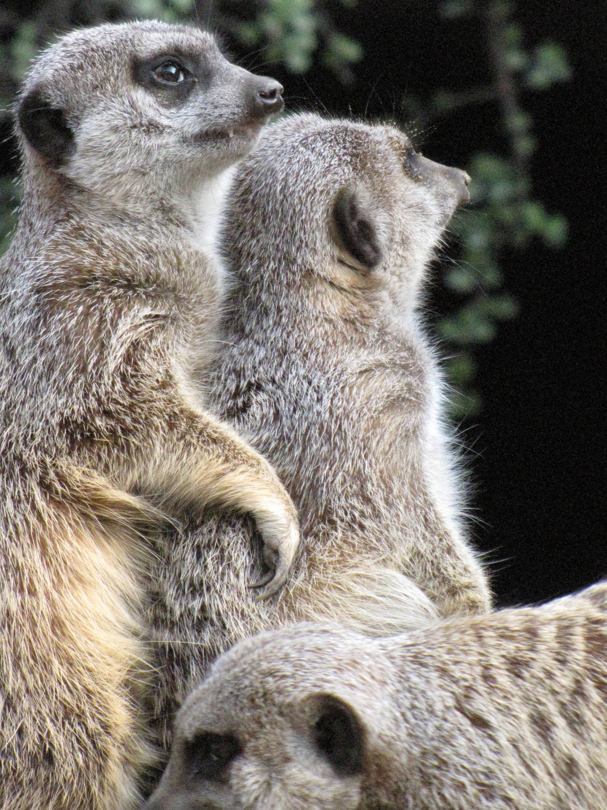 Meerkat Togetherness