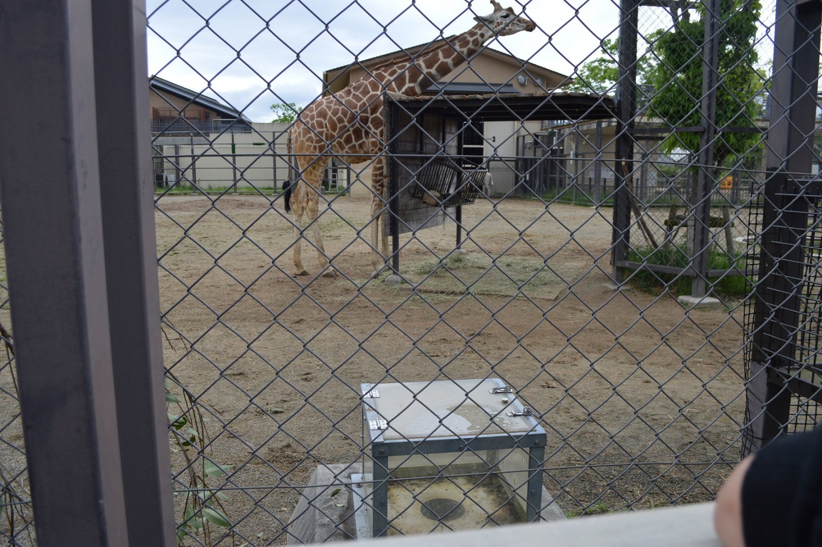 Meerkat Tunnel in Giraffes