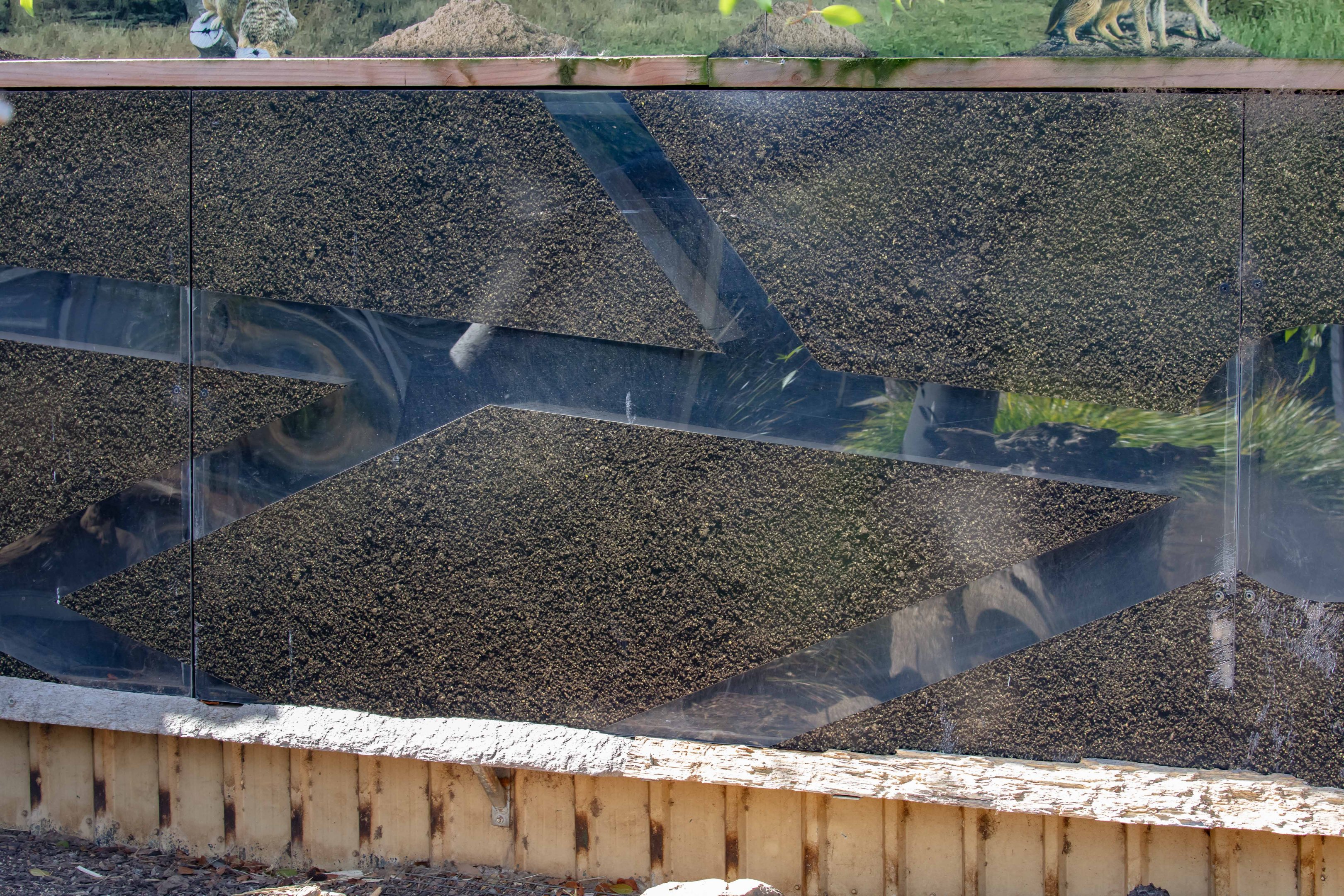 Meerkat Tunnels in a wall