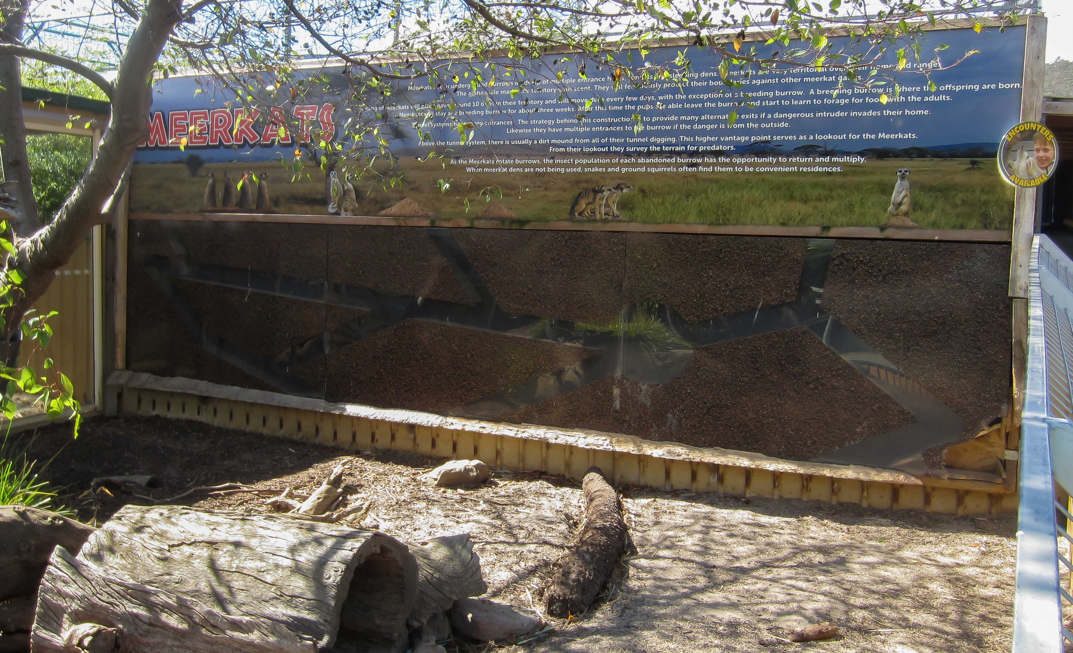 Meerkat Tunnels in wall