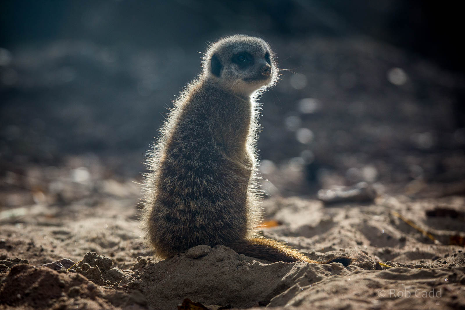 Meerkat : Twycross : 03 Oct 2014