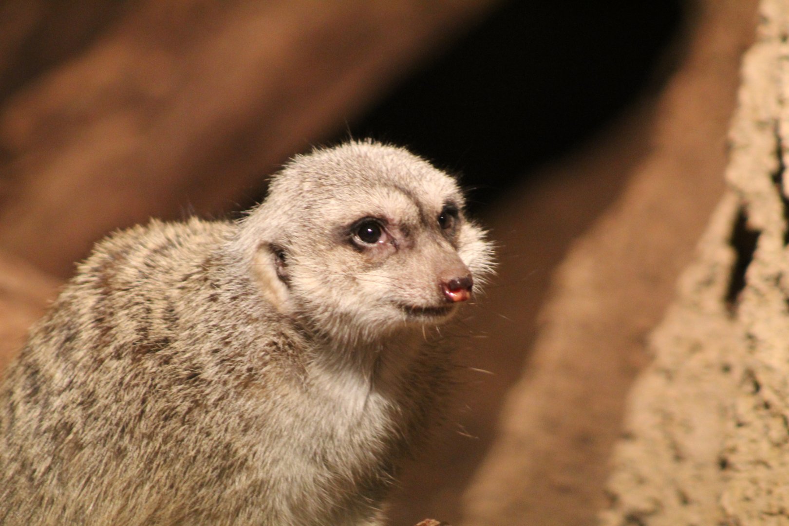 Meerkat Up-Close