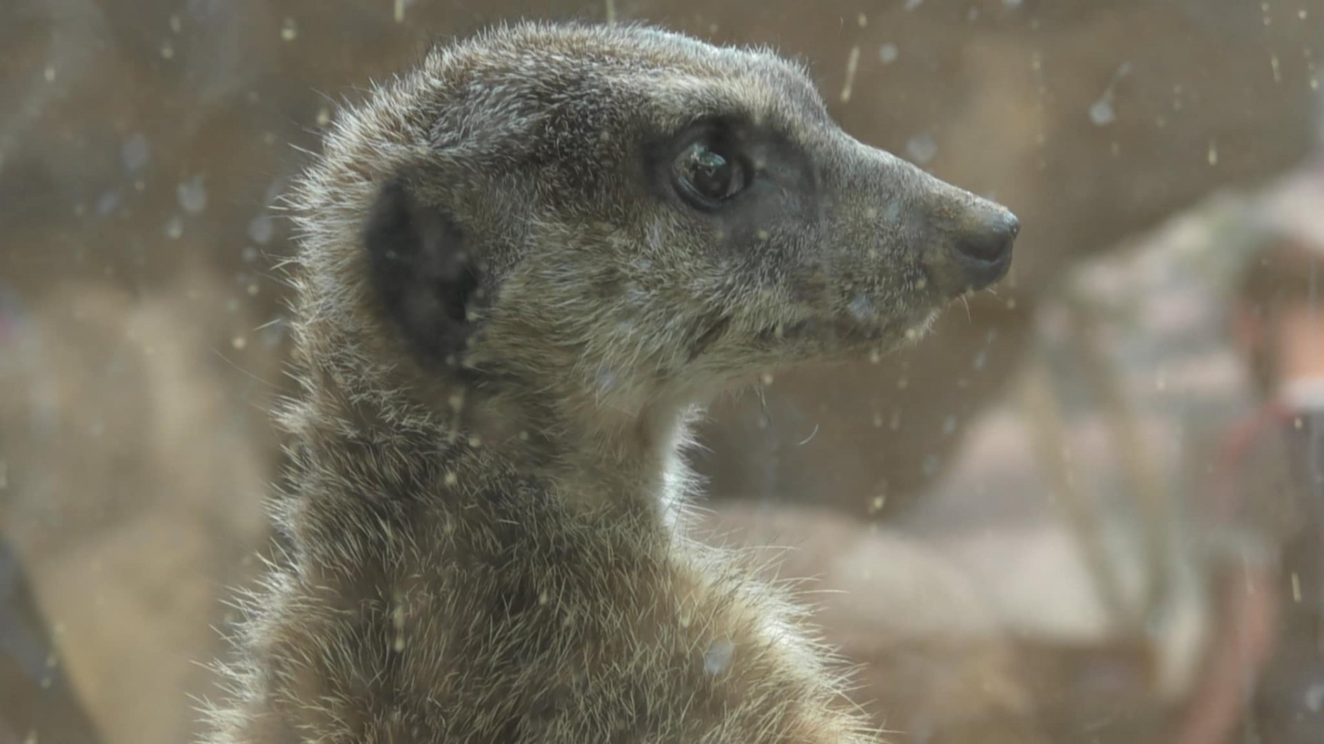 Meerkat upclose shot