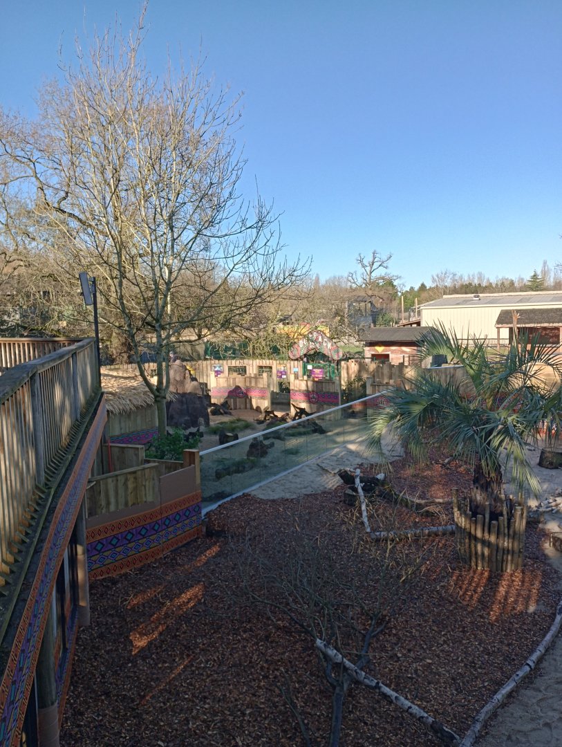 Meerkat view 2