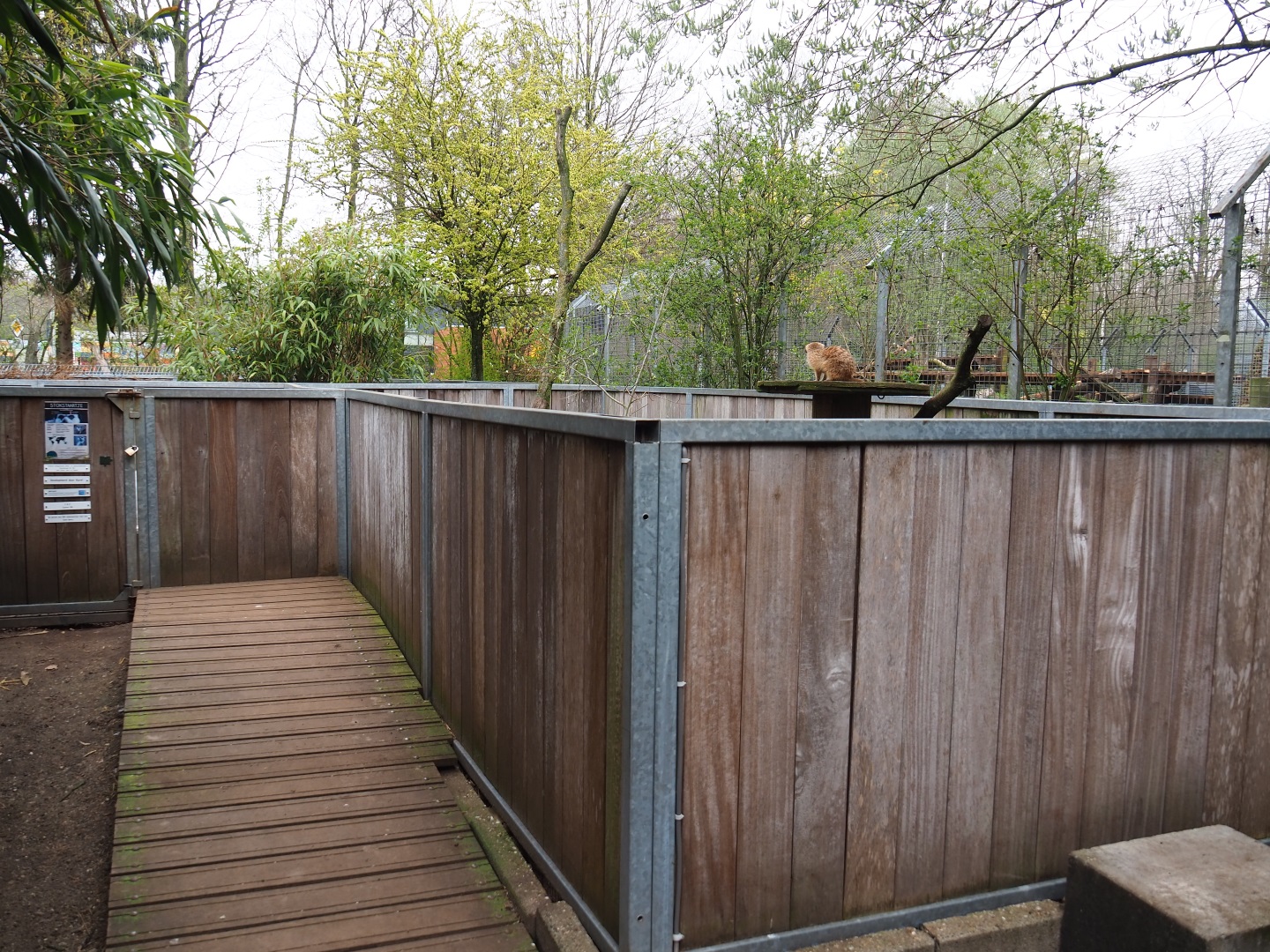 Meerkat viewing area, 2019-04-06