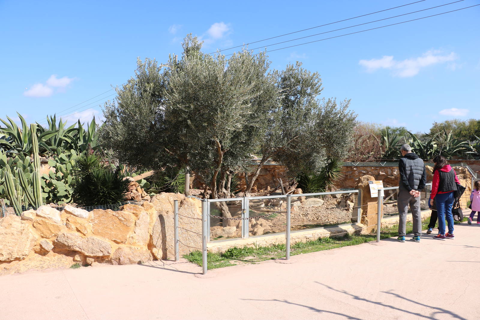 Meerkat viewing, February 2016