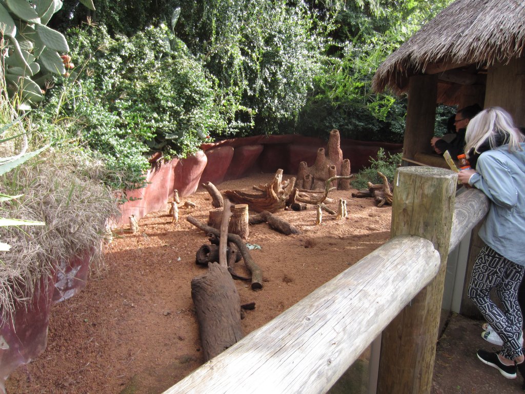 Meerkat viewing