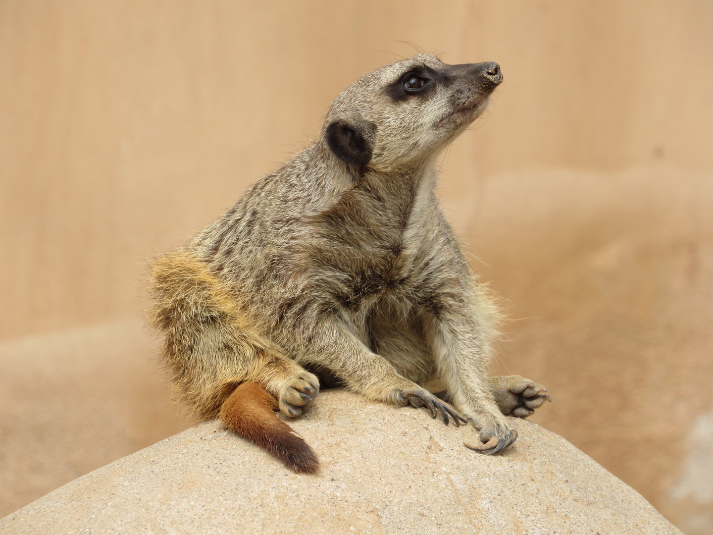 Meerkat watching a fighter jet fly over the zoo - 3/6/23