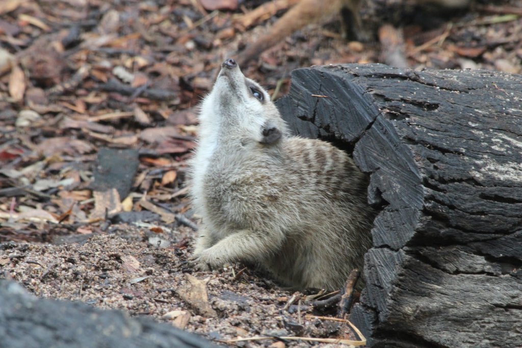 Meerkat watching a Magpie perched overhead