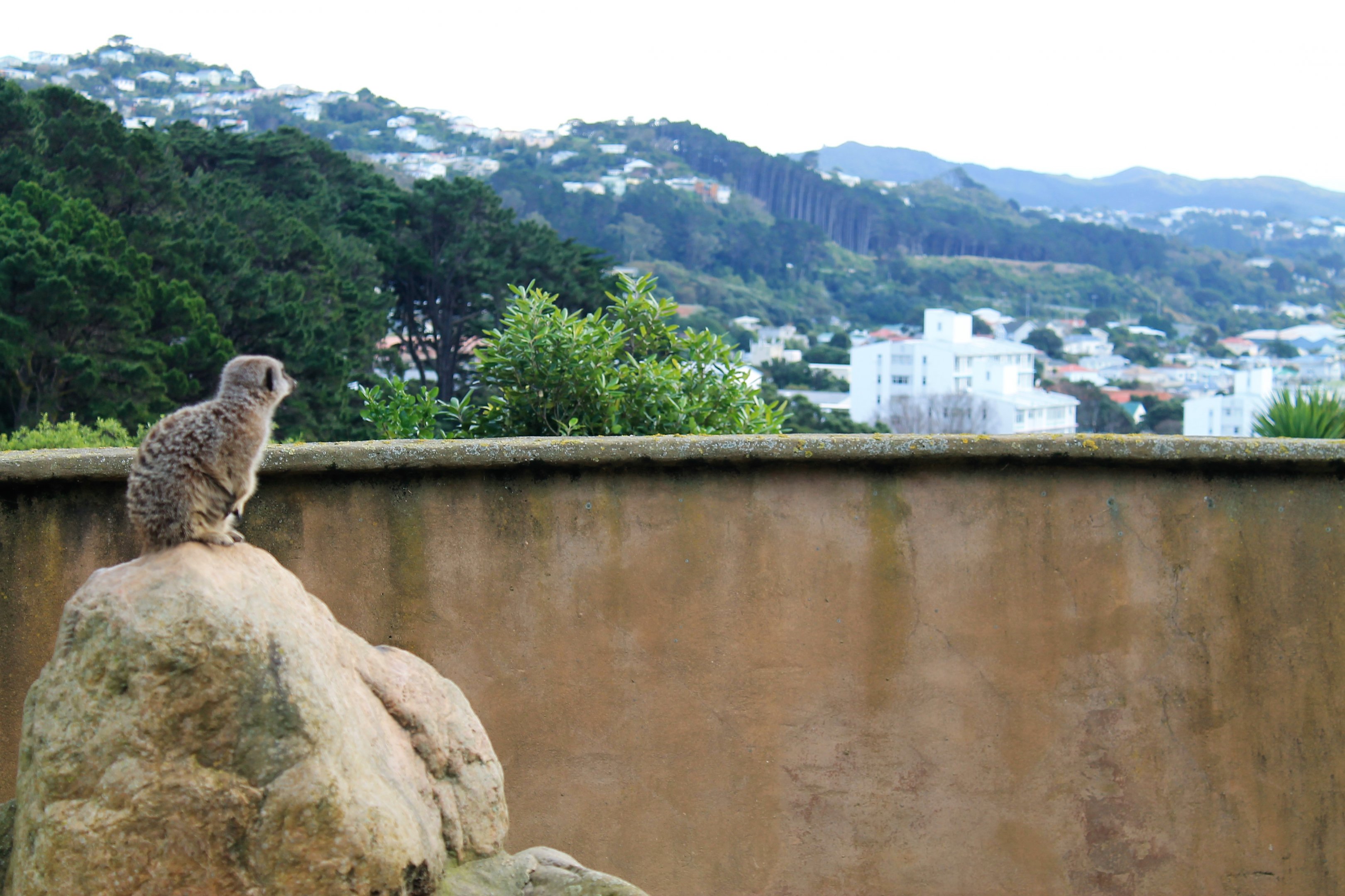 Meerkat watching the city for danger