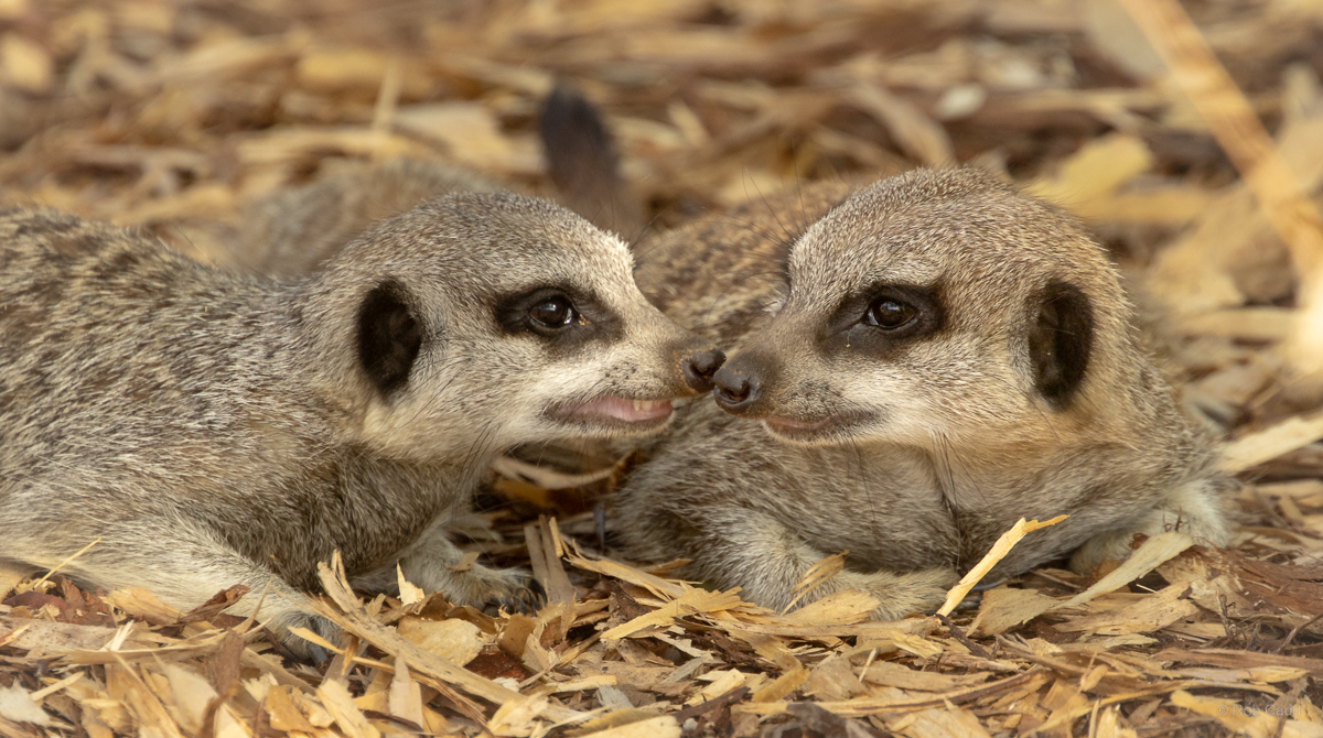 Meerkat : Whipsnade : 29 Jun 2025