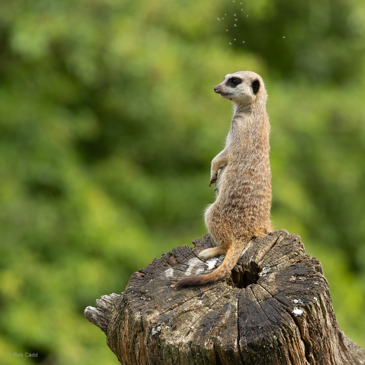 Meerkat : Whipsnade : 29 Jun 2025