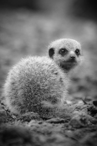 Meerkat - Who are you looking at??