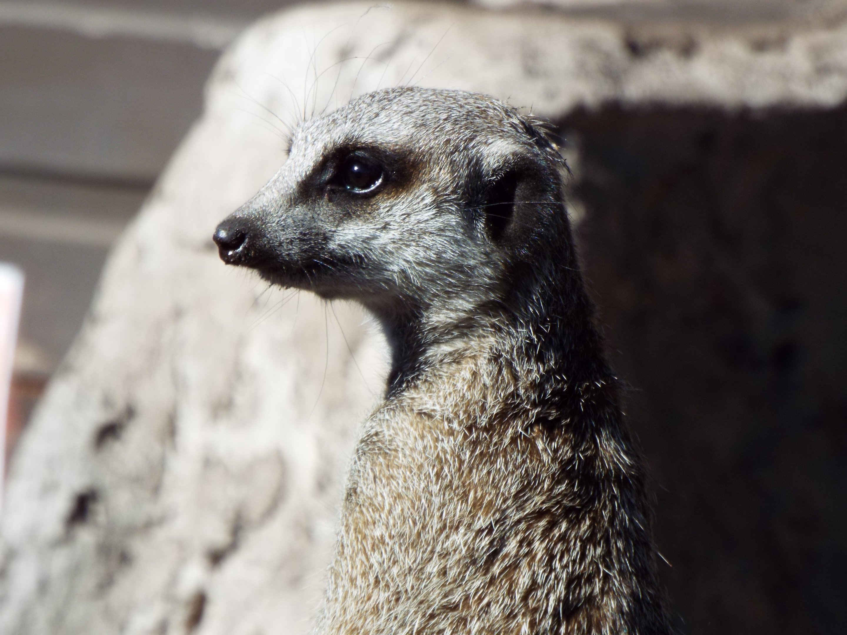 Meerkat Wild Discovery