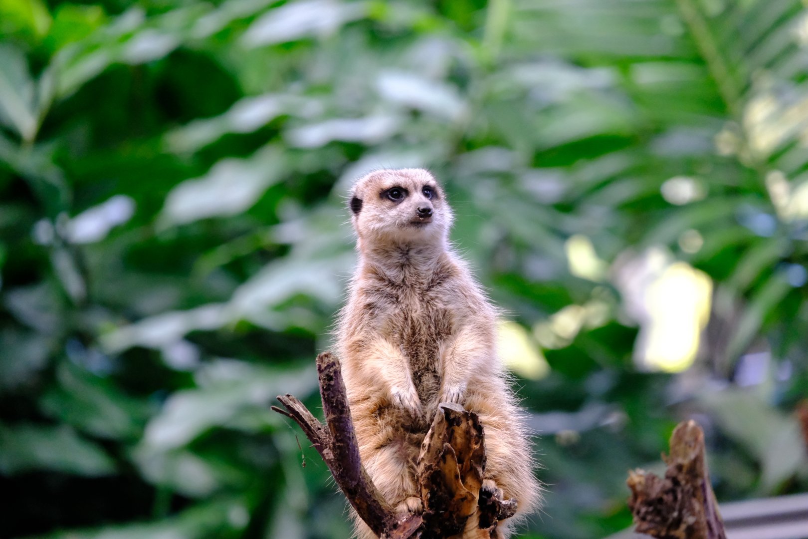 Meerkat - Wildlife HQ