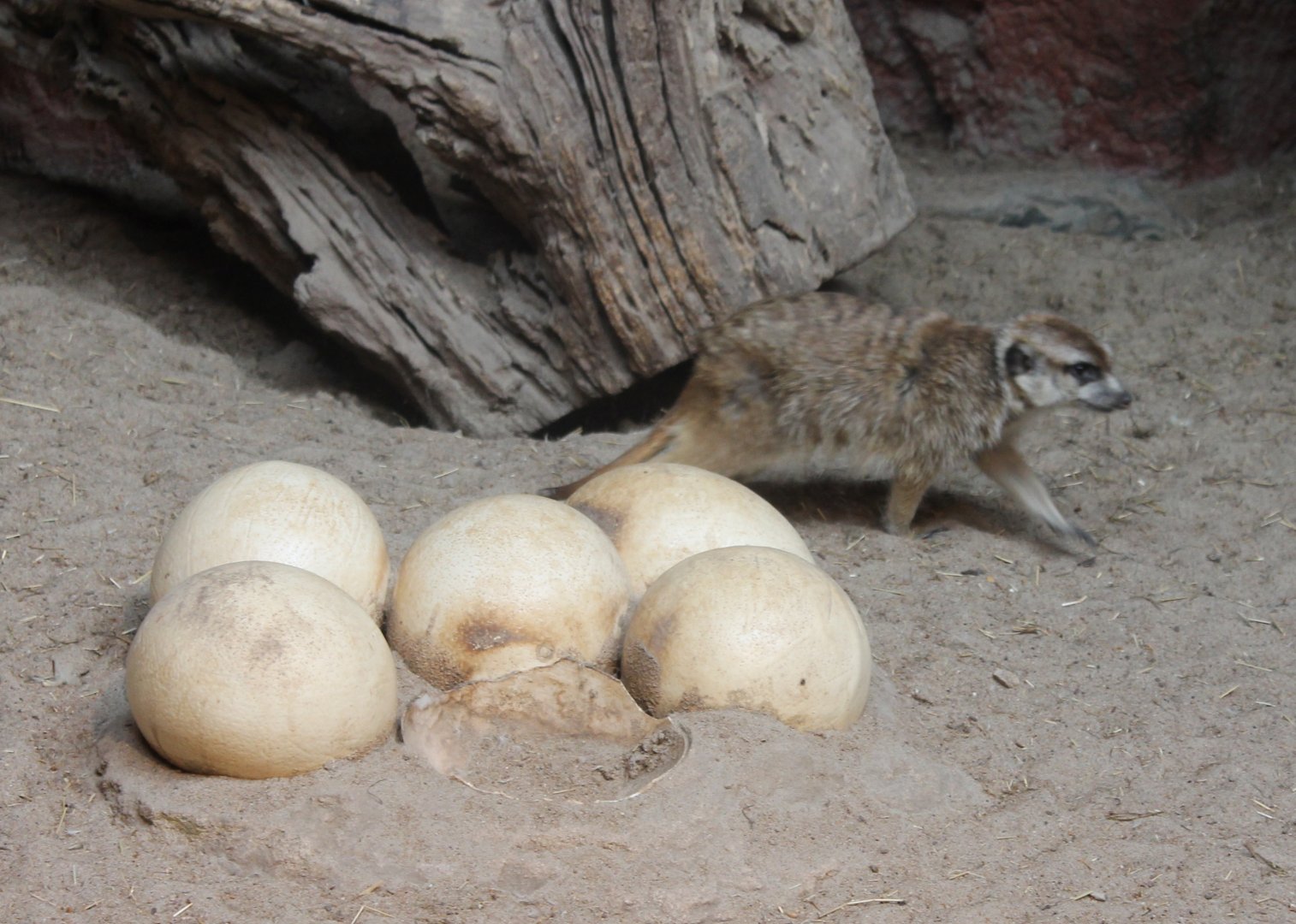 Meerkat with ( fake ) ostich-eggs