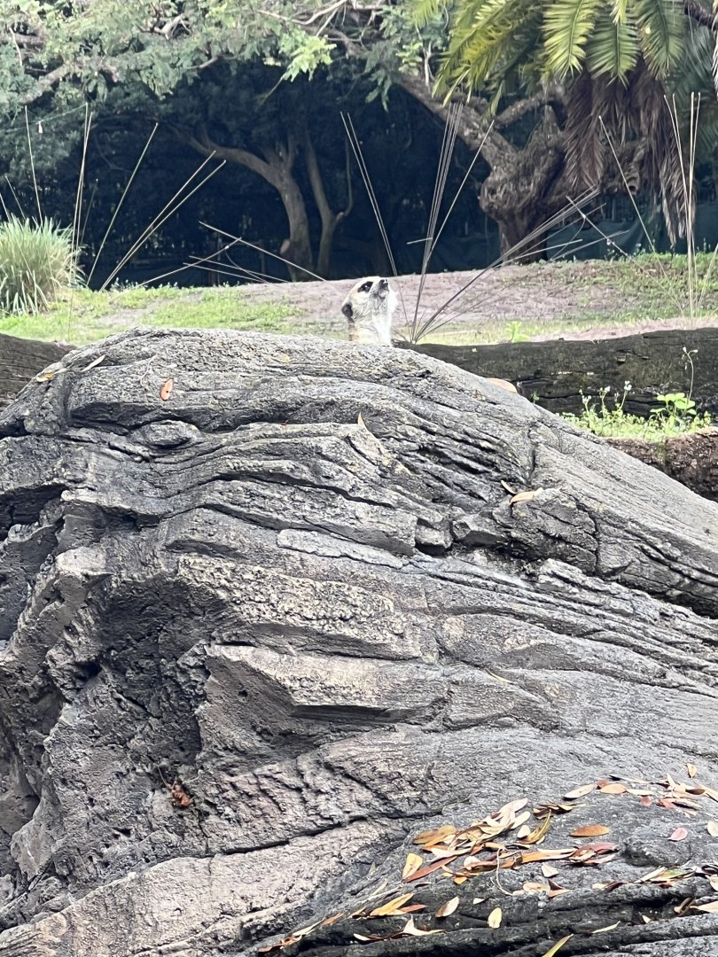 Meerkat, with Grevy’s Zebra Exhibit in the background