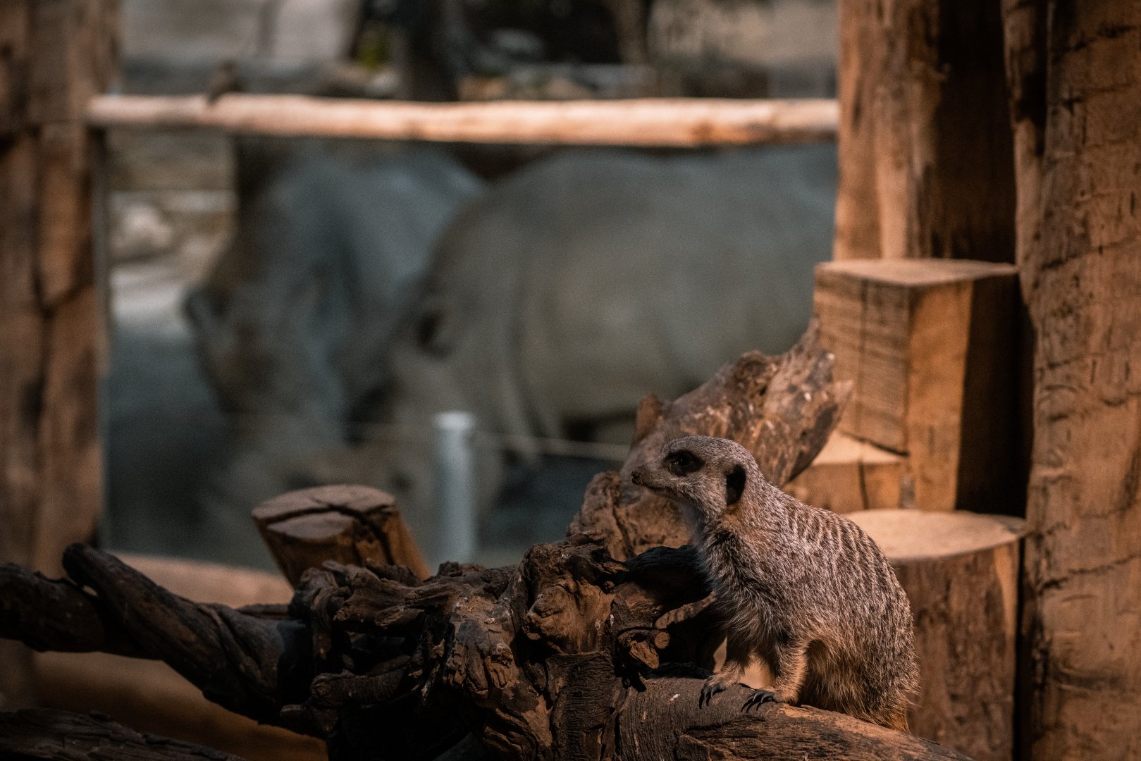 Meerkat with rhino in th eback