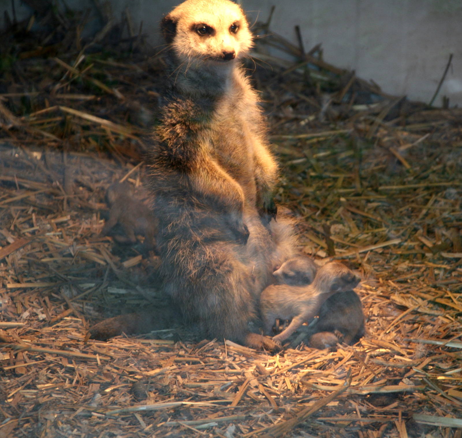 Meerkat with tiny pups