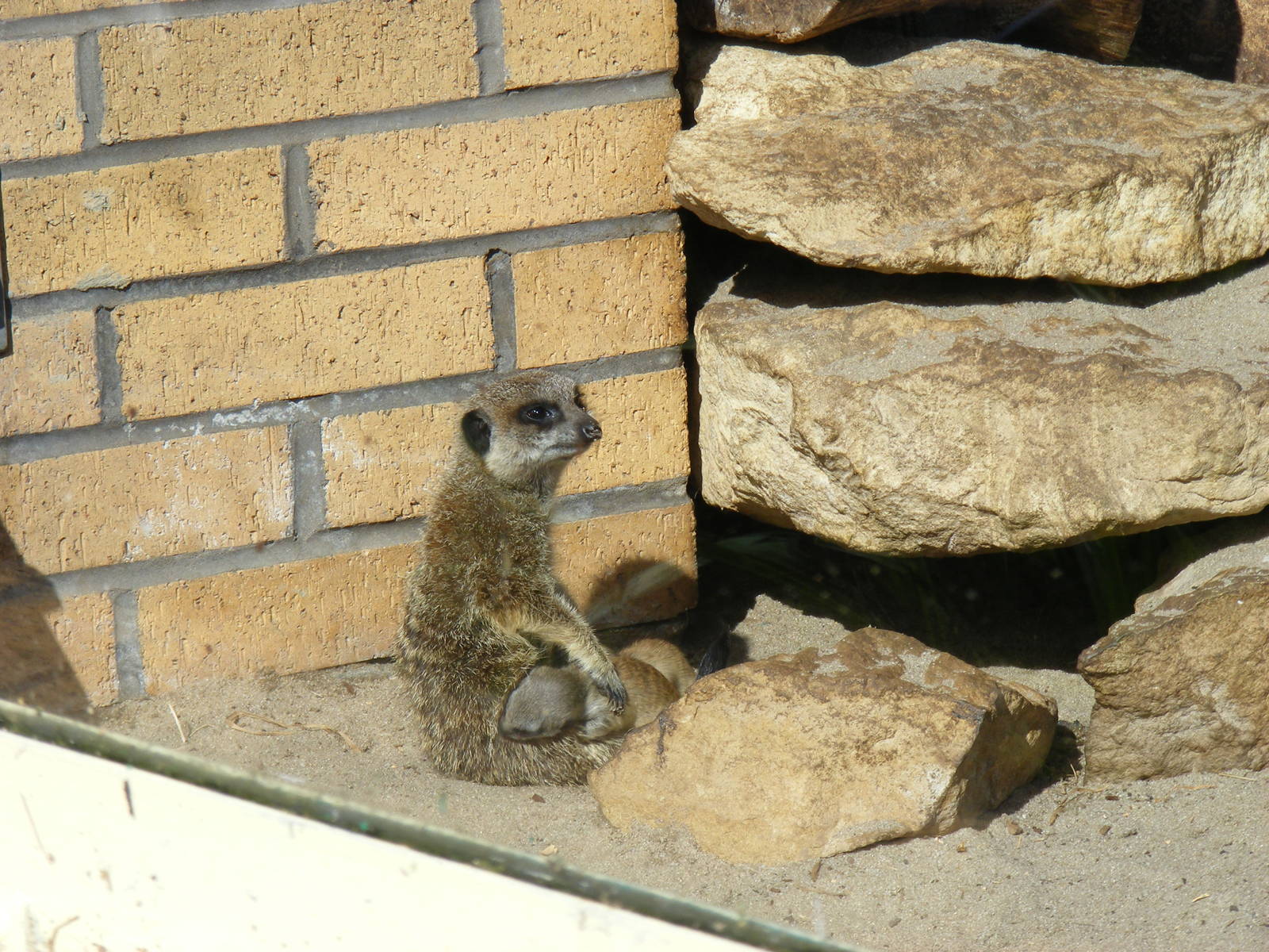 Meerkat with young at Birmingham Nature Centre, 30 August 2010