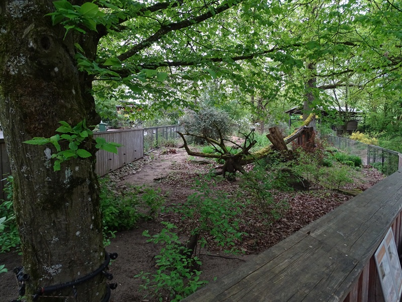 Meerkat / yellow mongoose enclosure