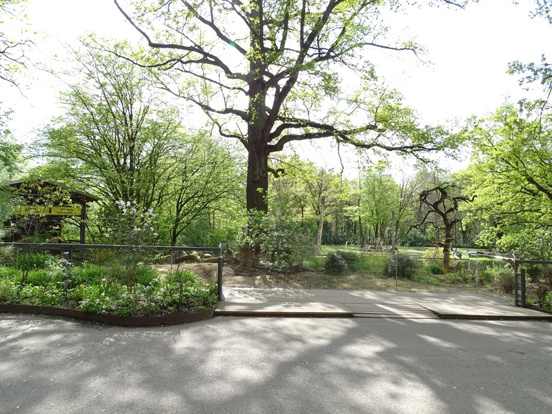 Meerkat / yellow mongoose enclosure