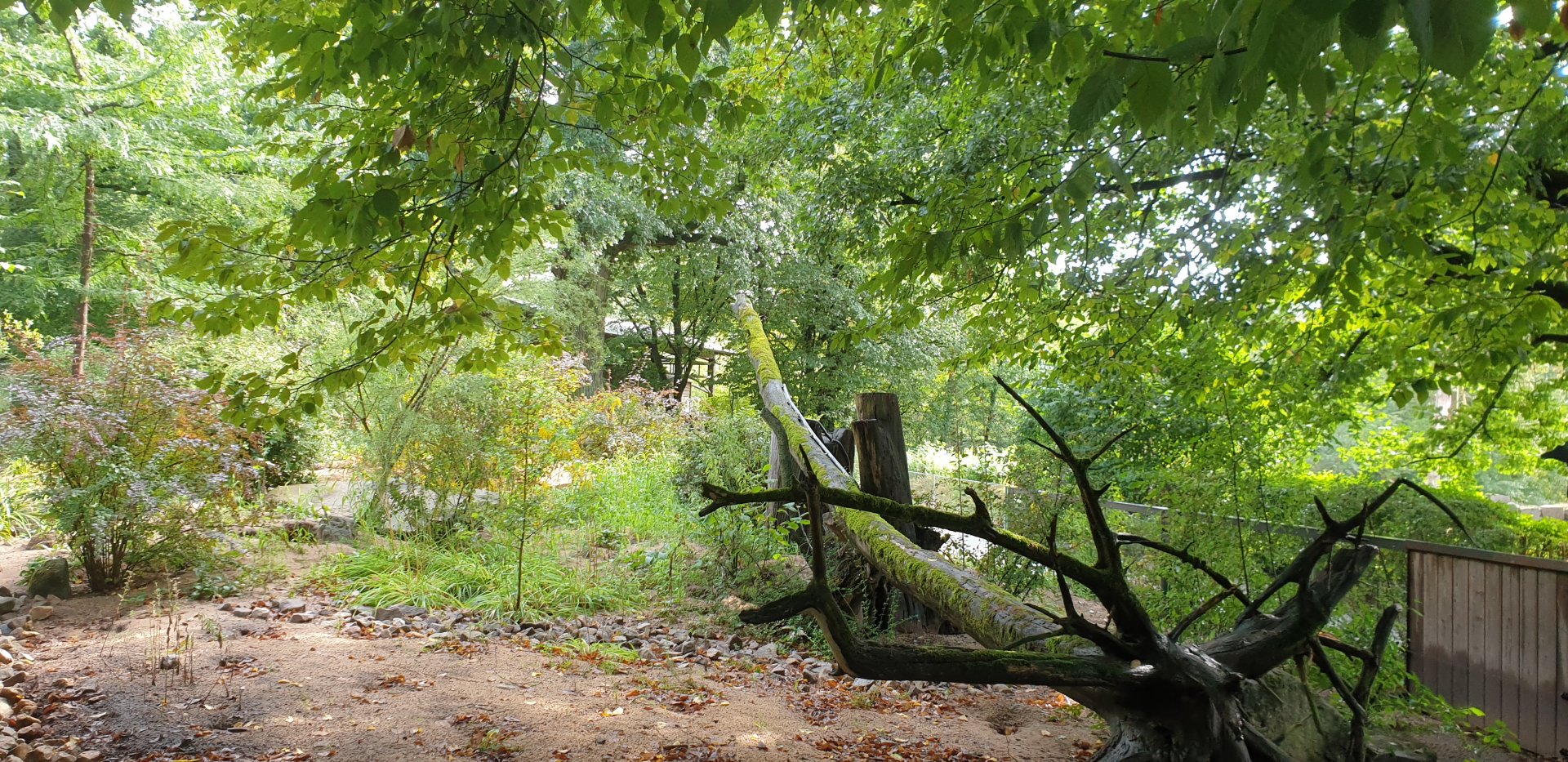 Meerkat/Yellow Mongoose exhibit