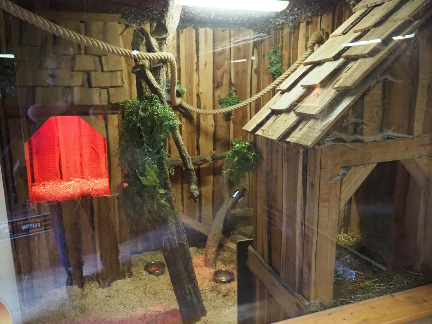 Meerkat - Yellow mongoose indoor housing