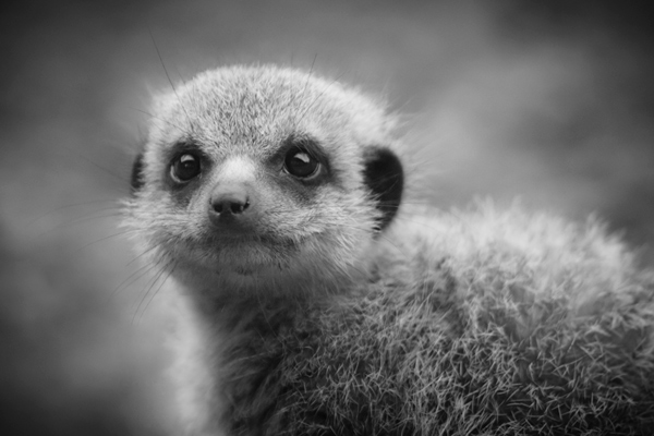 Meerkat - Young and Inquisitive