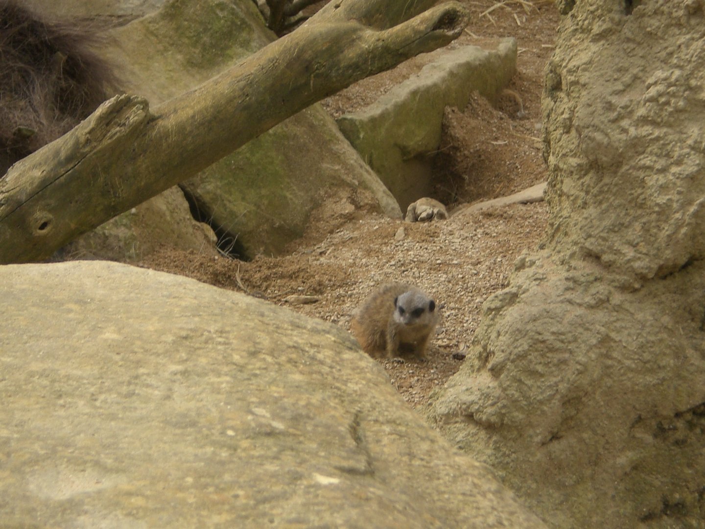 Meerkat Youngster 110423