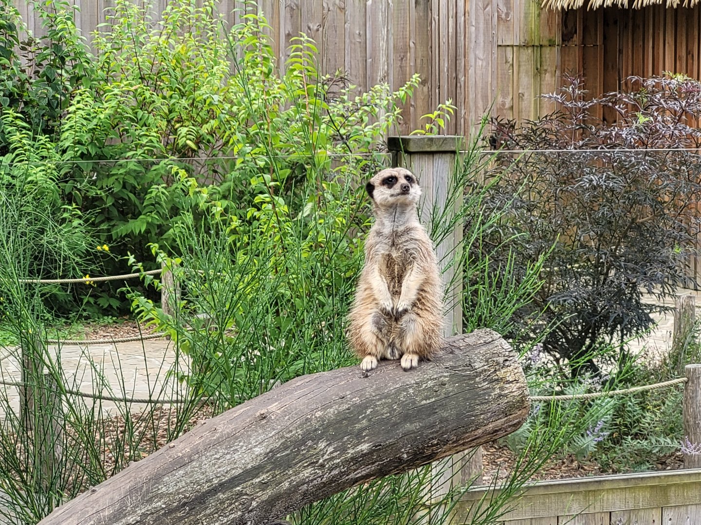 Meerkat -Zoo de Labenne (2024)