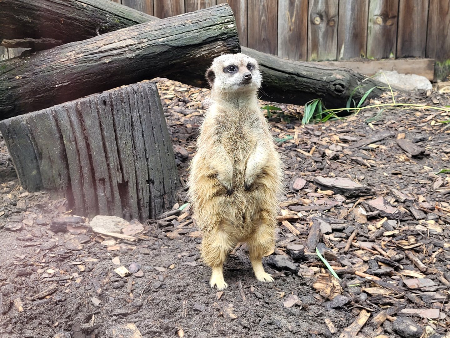 Meerkat -Zoo du bassin d'Arcachon (2024)