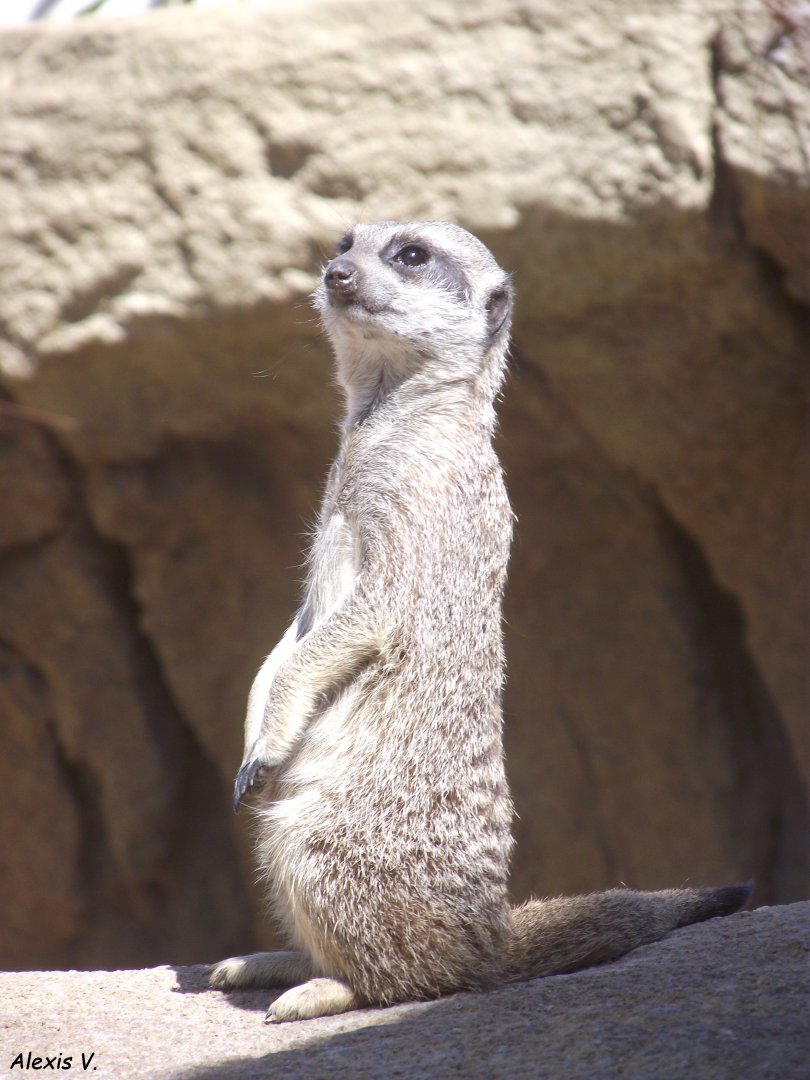 Meerkat - Zooparc de Beauval, 09/08/2025
