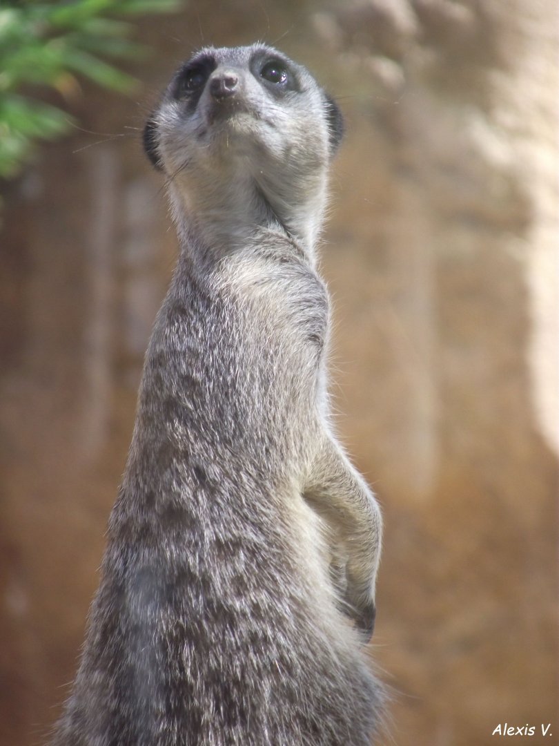 Meerkat - Zooparc de Beauval, 28/06/2025