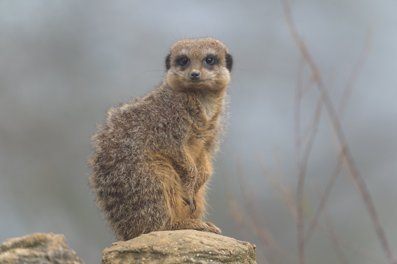 Meerkat, ZSL Whipsnade, UK