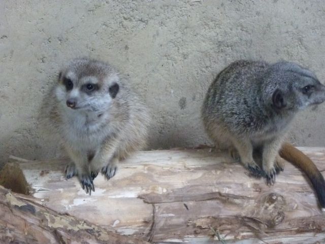 Meerkat