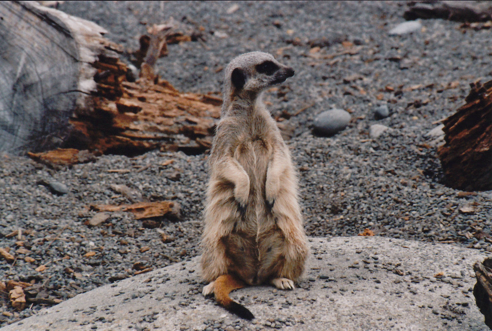 meerkat
